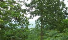 Lot 1 Homestead Lane Lead Hill, AR 72644