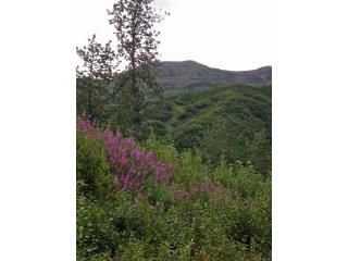 Lot 16 Cache Creek Recreational, Trapper Creek, AK 99683