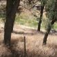 Jack Springs Rd, lot 13, Tehachapi, CA 93561 ID:1675108