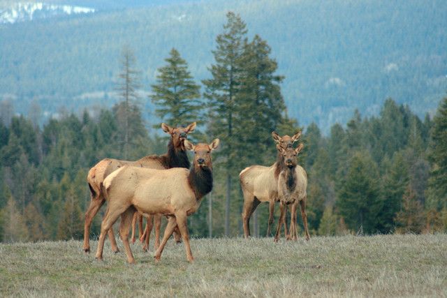 NNA Pheasant Run Rd, Bonners Ferry, ID 83805