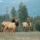 NNA Pheasant Run Rd, Bonners Ferry, ID 83805 ID:1045319