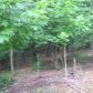 12 Aquila Way, Dahlonega, GA 30533 ID:2458686