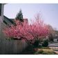 3761 Summer Rose Drive, Atlanta, GA 30341 ID:2994756