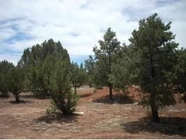 3569 Juniper Break, Overgaard, AZ 85933