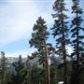 1610 Forest Trail (MSlopes II #90), Mammoth Lakes, CA 93546 ID:1683695