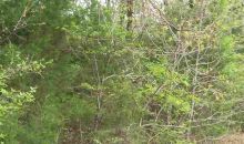 Lot 4 Lake Point Drive Calico Rock, AR 72519