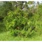 Ruffing Road, Dade City, FL 33523 ID:1059589