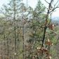 0 Highland Trail, Cedar Bluff, AL 35959 ID:1388348