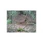 3 Dana Road, Mineral Bluff, GA 30559 ID:2538023