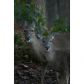 158 Lone Bear Lot 21 Drive, Waleska, GA 30183 ID:4479772