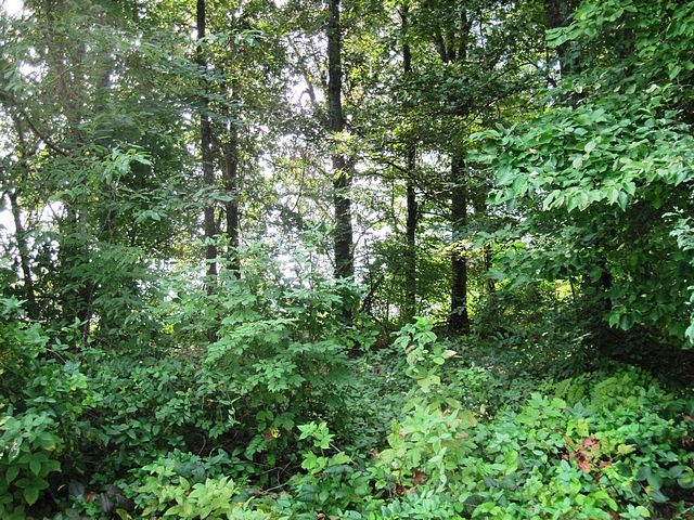 00 CHESTNUT LOT 13, Eddyville, KY 42038