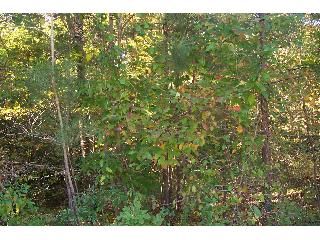 1958 PINE LAKE TRAIL NW, Arab, AL 35016