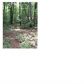 0 Ridge Road, Dawsonville, GA 30534 ID:2466997