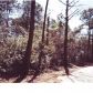 0 BROOMSTRAW HILL RD, Awendaw, SC 29429 ID:1092745