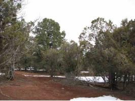 Lot 23 Wilson Road, Show Low, AZ 85901