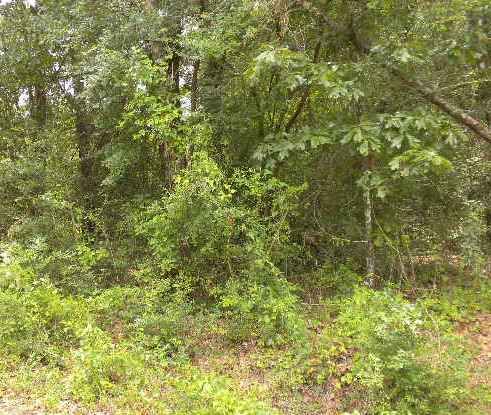 0 County Rd 40, Bay Minette, AL 36507