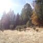 5.3 Acres Old Hwy 120, Groveland, CA 95321 ID:3827154