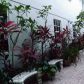 3120 VIRGINIA ST # 3120, Miami, FL 33133 ID:5816409