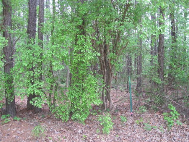 Red Cut Hill Rd Tract 4, Leesville, LA 71446