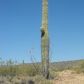 04 S EVERETT BOWMAN Road, Wickenburg, AZ 85390 ID:1587356