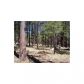 1C Coconino Forest Rd137A Parcel 4, Payson, AZ 85541 ID:1932510