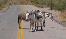 000 Oatman Hwy Mohave Valley, AZ 86440