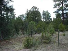 3487 Roundup Circle, Heber, AZ 85928