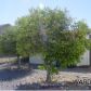 588 Citrus Street, Bullhead City, AZ 86442 ID:1387802