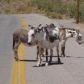 000 Oatman Hwy, Mohave Valley, AZ 86440 ID:5052904