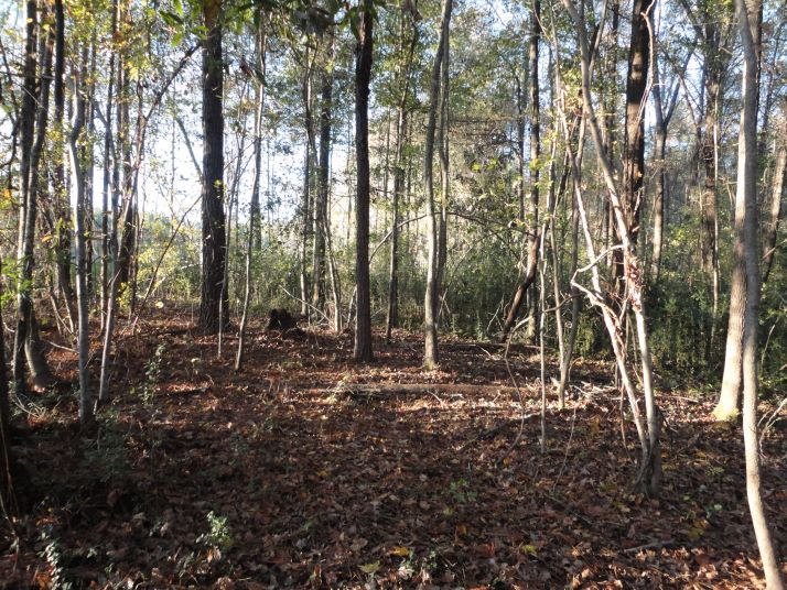 River Road 56.5 acres, Valley, AL 36854