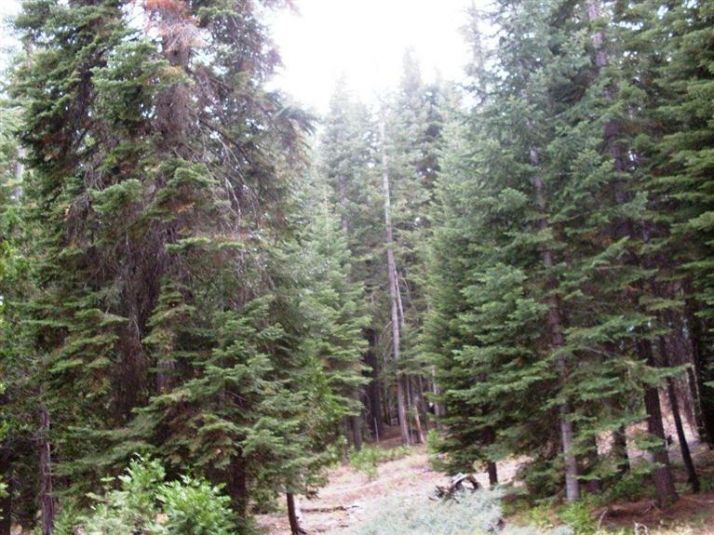 Dinkey Creek Road - 133-240-18, Shaver Lake, CA 93664