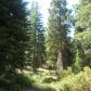 41694 Timber View Dr #11, Shaver Lake, CA 93664 ID:1968312