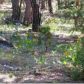 1264 Williams Valley Road, Greenville, CA 95947 ID:1136819