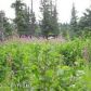 4750 W Hill Road, Homer, AK 99603 ID:6887208