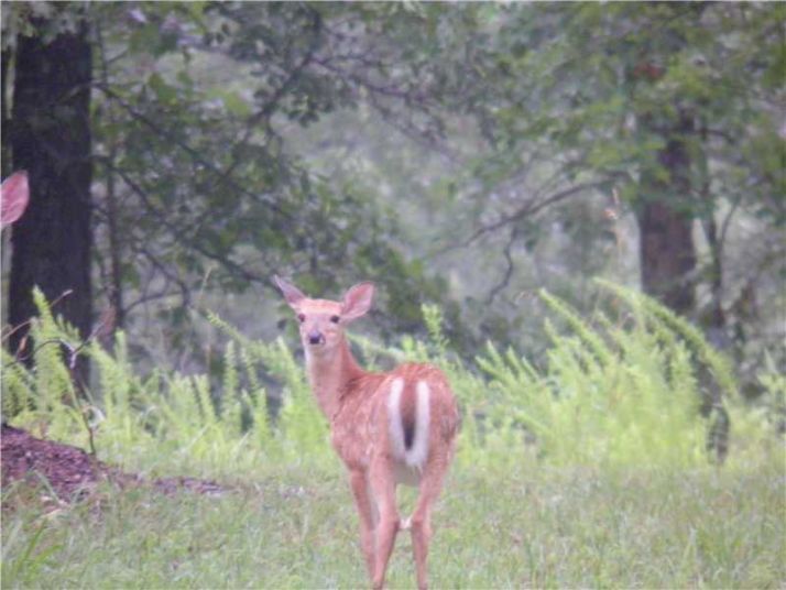 3 acres Mundell Rd, Eureka Springs, AR 72631