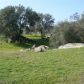 5.27 AC Green Mountain Road 613, Raymond, CA 93653 ID:1140931