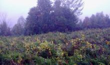 2199 River Road Irasburg, VT 05845