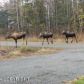 2085 E Black Bear Drive, Wasilla, AK 99654 ID:8617345