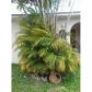 3515 NW 13 ST, Miami, FL 33125 ID:8717775