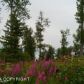 L3A Maria Road, Homer, AK 99603 ID:9457032