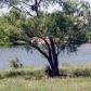 Lot 7W Primera Court, Buchanan Dam, TX 78609 ID:10104141