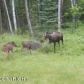 3280 W Wintergreen Drive, Wasilla, AK 99654 ID:11958264