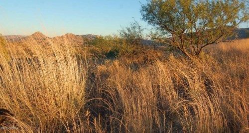 4A,B,C,D Off Temporal Canyon Road, Patagonia, AZ 85624