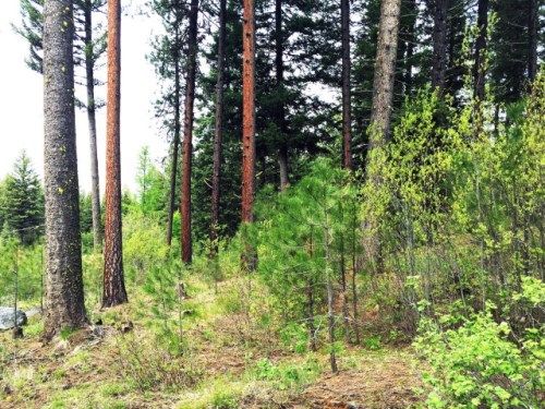 LOT 85 Majestic View Drive, Mccall, ID 83638