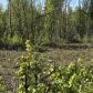 15696 W Henderson Road, Big Lake, AK 99652 ID:14955076