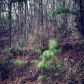 87 Horseshoe Loop, Kingston, GA 30145 ID:15339723